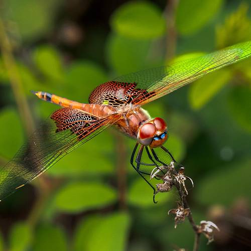 Unveiling the Hidden World of Dragonflies