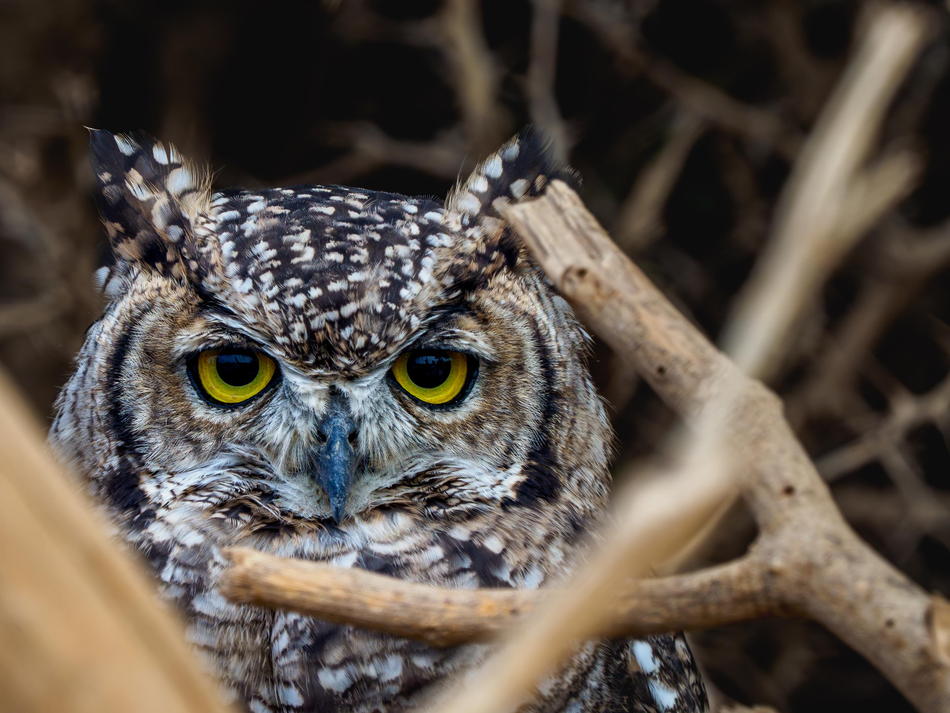 Spotted eagle-owl looking straight into the camera between branches