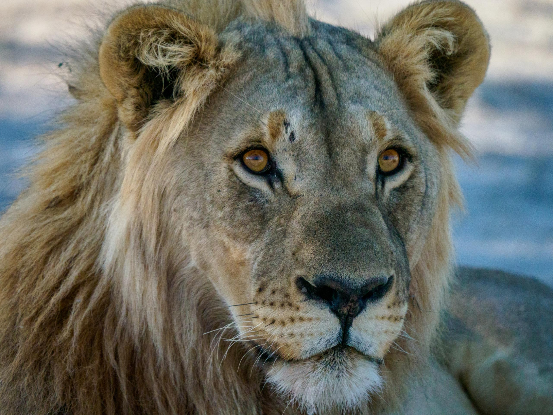 Male lion in close-up, calm gaze in soft light