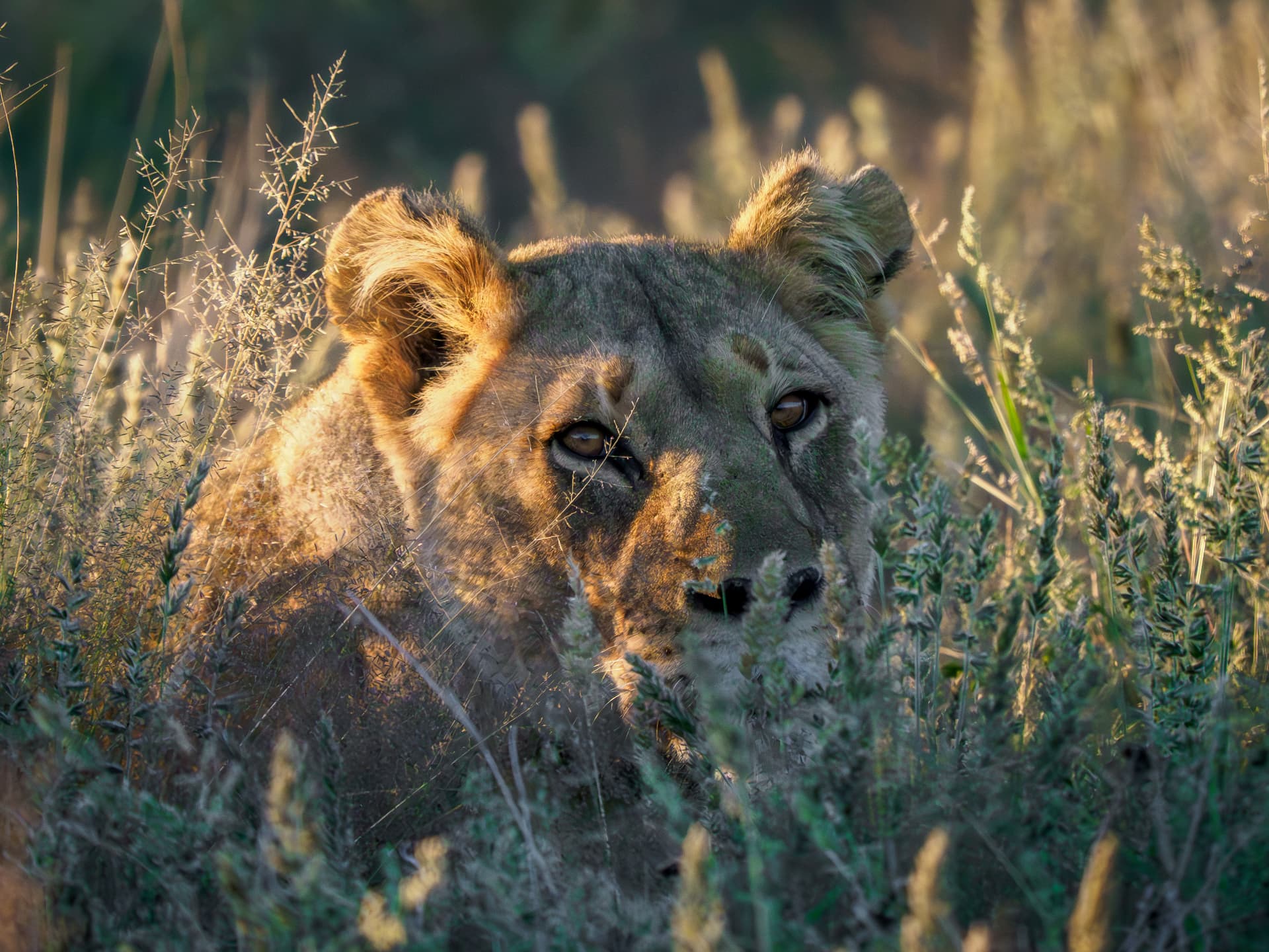 Young lioness resting in tall grass in golden light