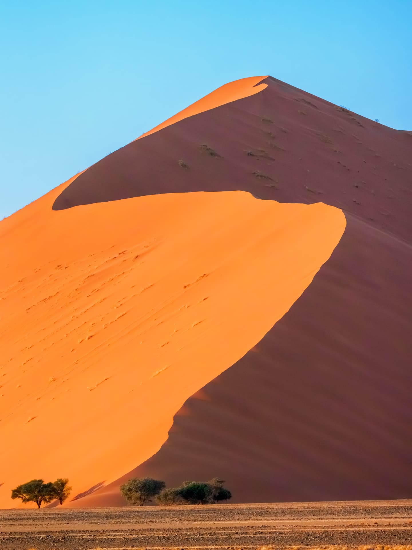 Sunlit orange dune rising above scattered desert trees, from Namibia