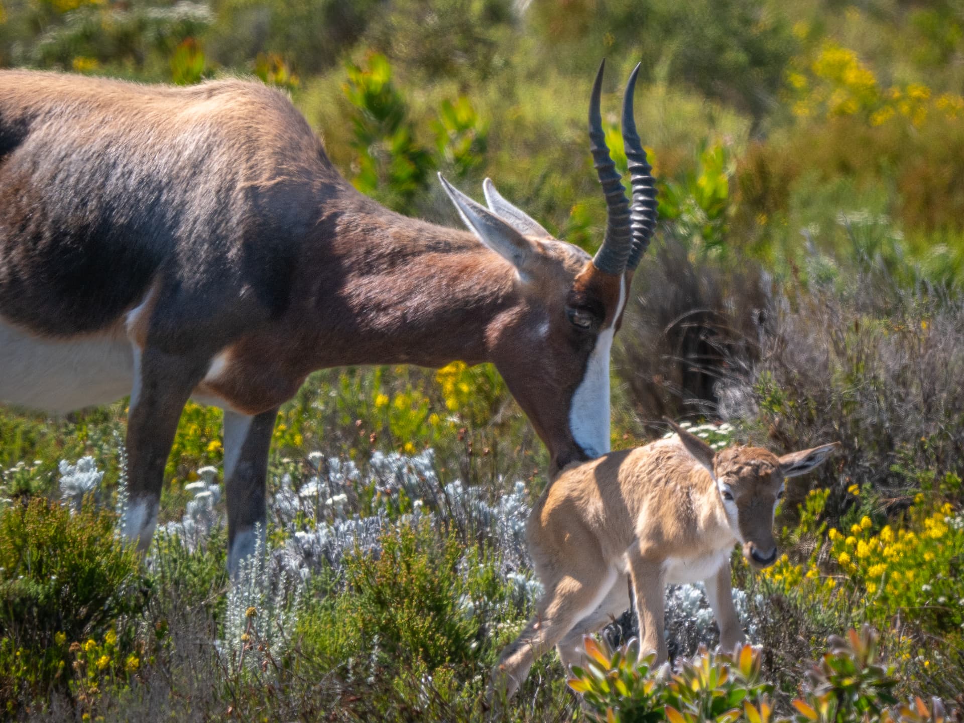 Bontebok ewe nuzzling her young calf between flowering fynbos