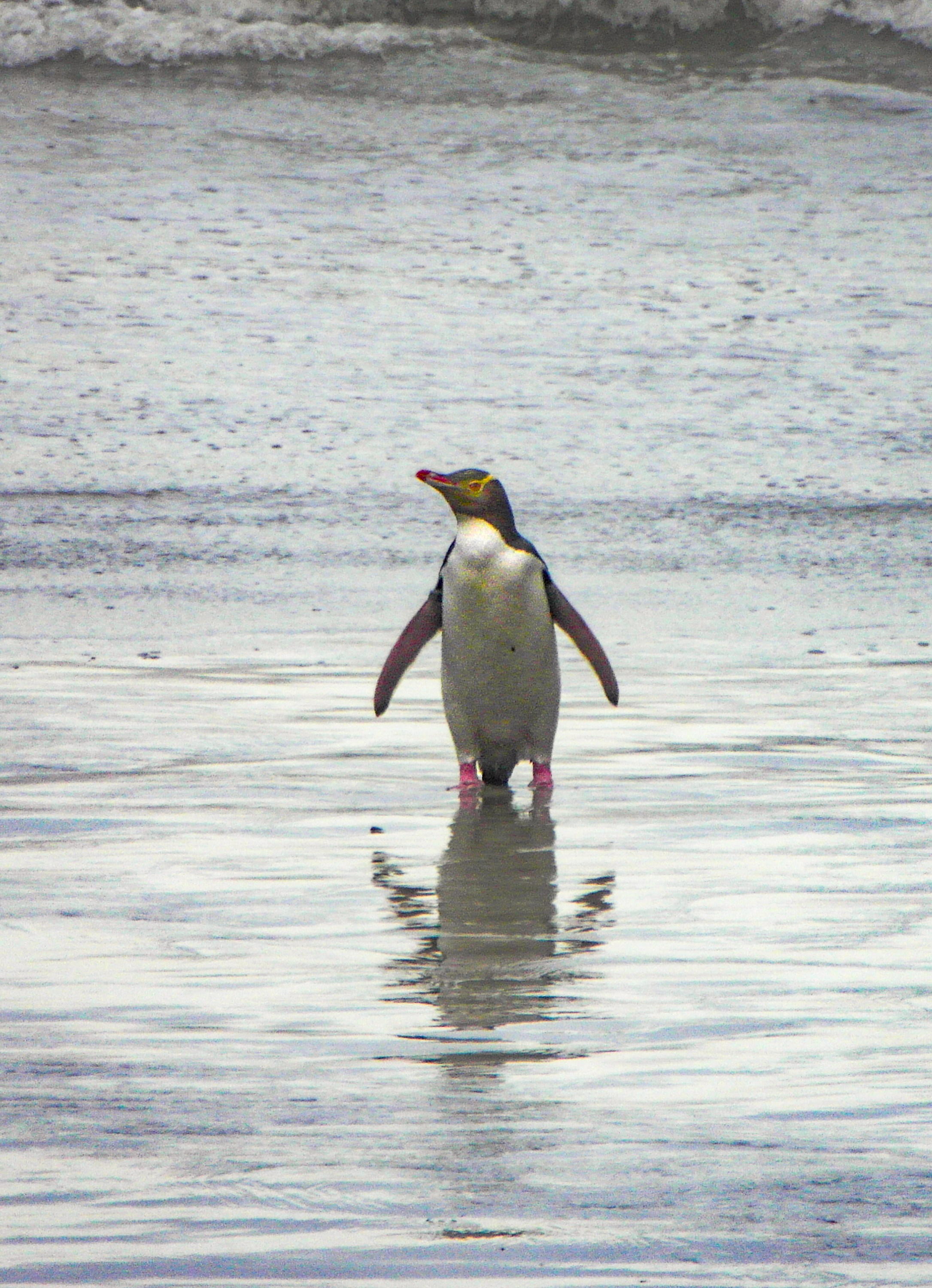 A penguin standing on wet sand with its reflection below and small waves behind.