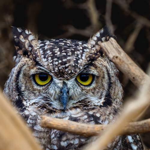 Guardians of the Night — Wisdom in Feathers