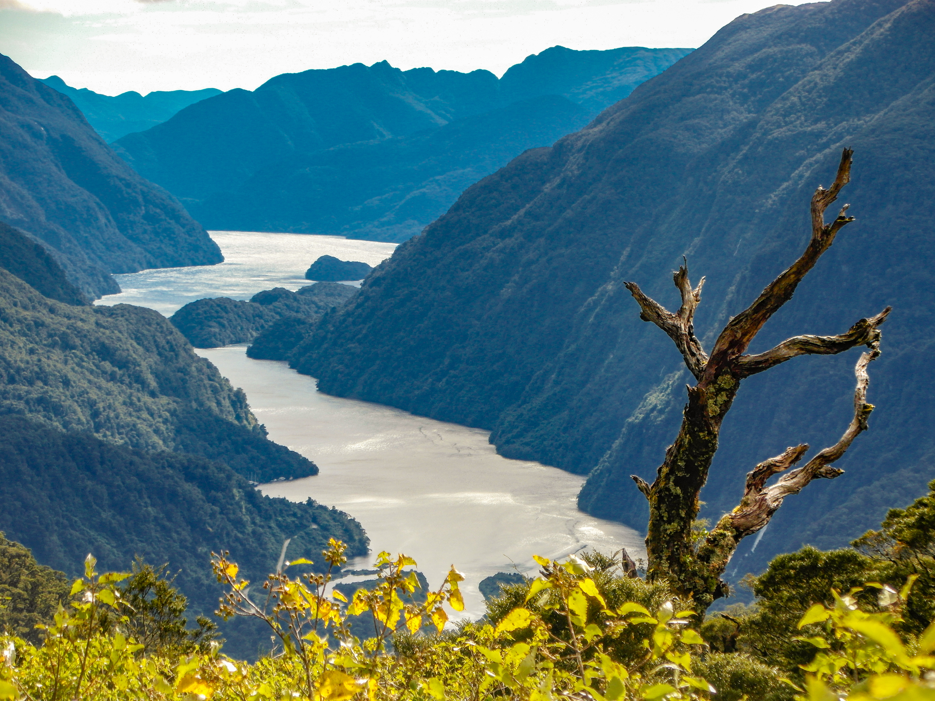A bare twisting tree overlooking winding water between densely forested mountains at Doubtful Sound.