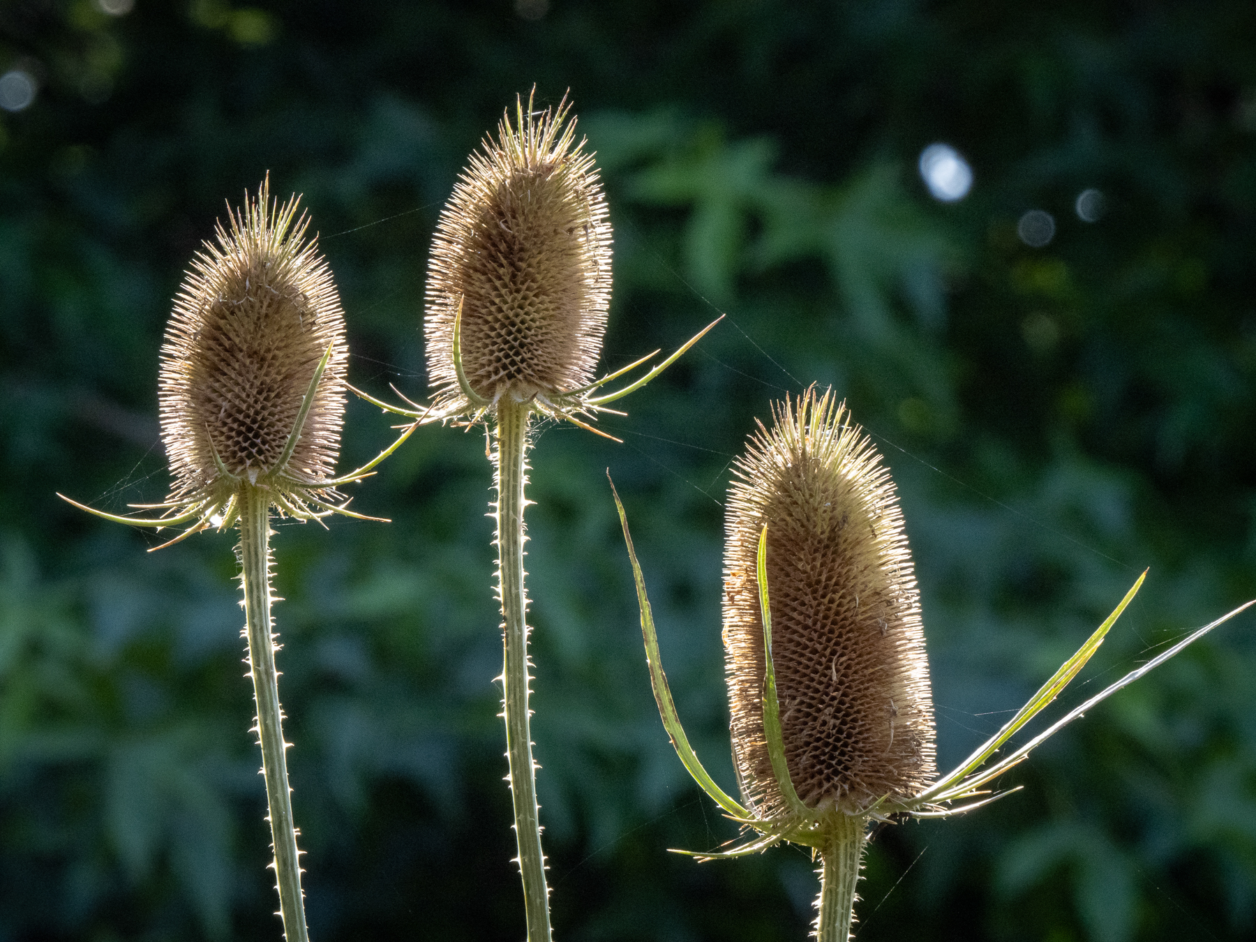 Three wild teasel seed heads backlit by low sunlight