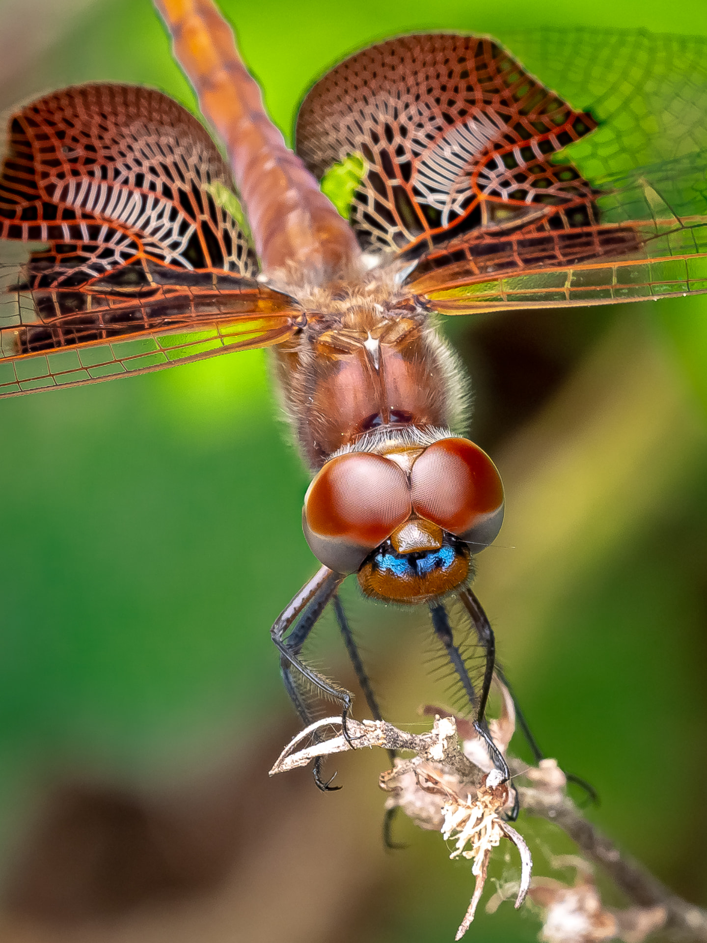 Close-up of a dragonfly perched on a twig
