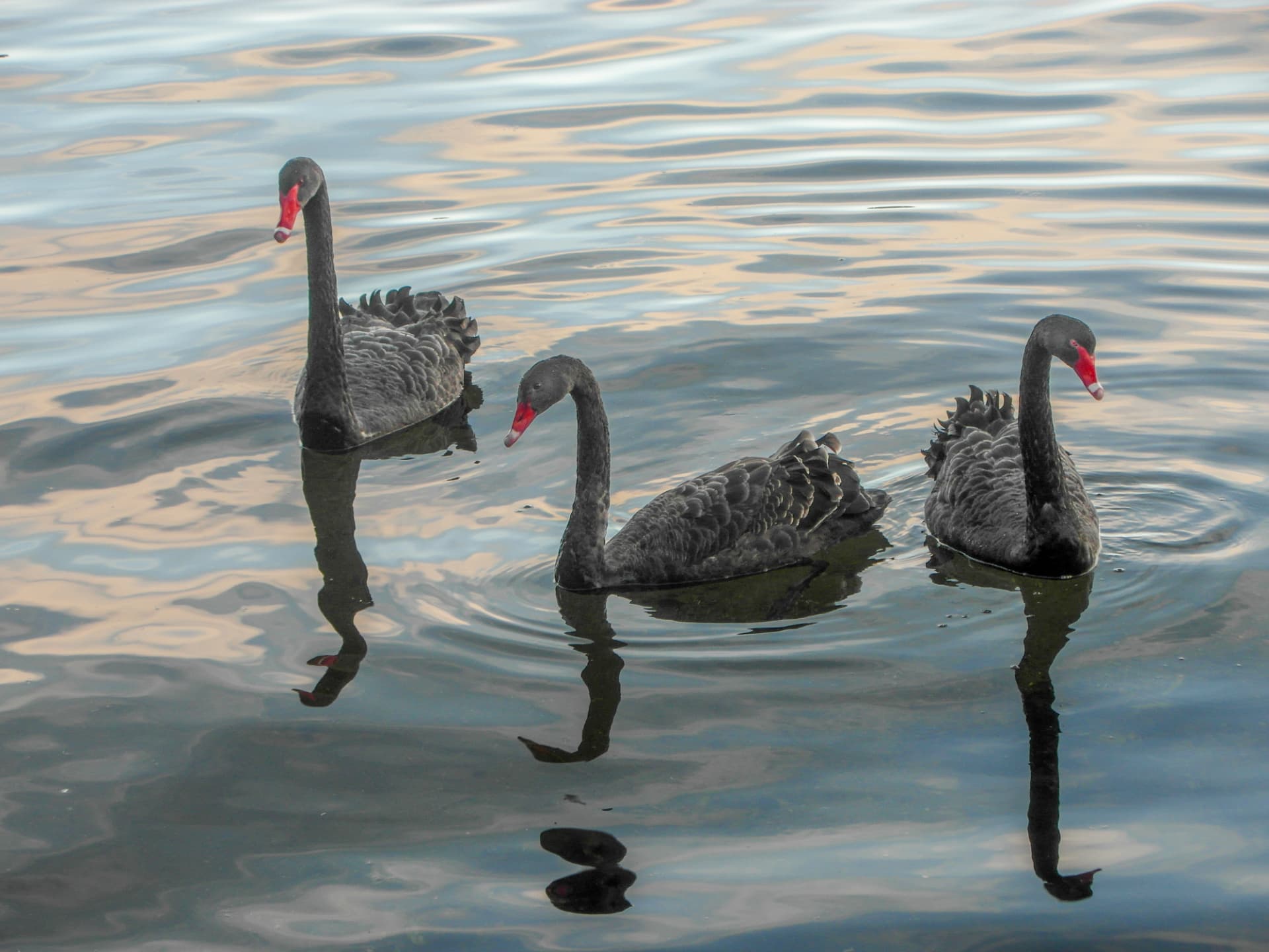 Three black swans on gently rippling water, with curved necks and dark reflections.