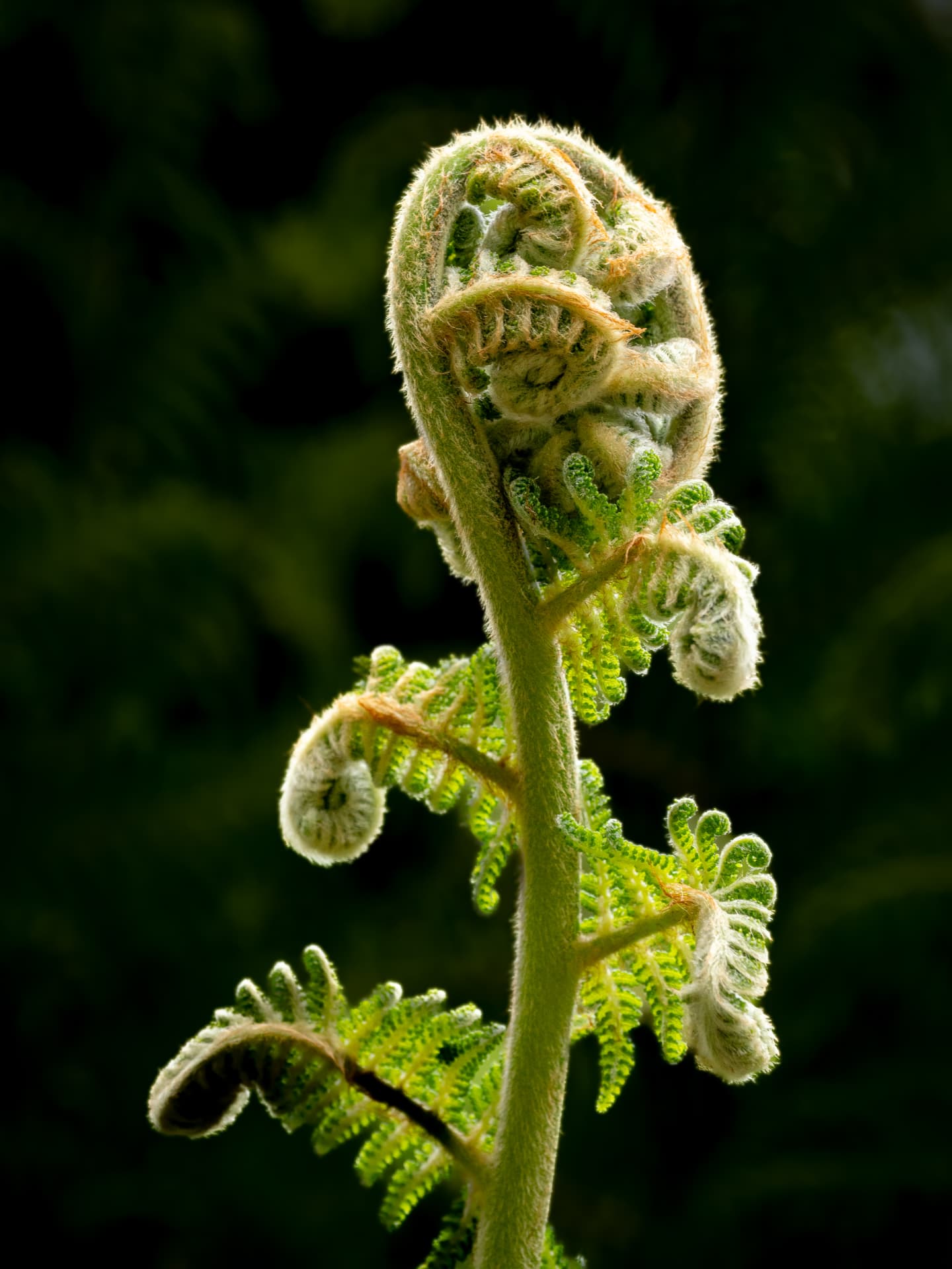 Unfurling fern frond backlit against a dark background