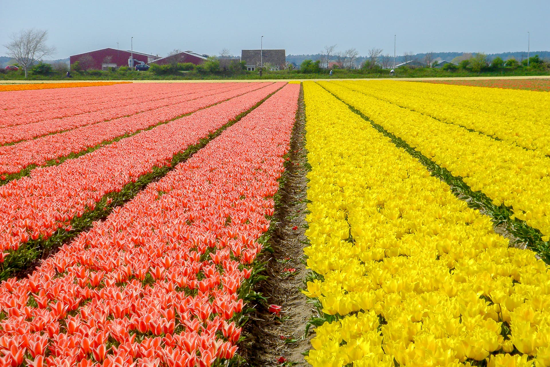 Rows of pink and yellow tulips in a Dutch flower field