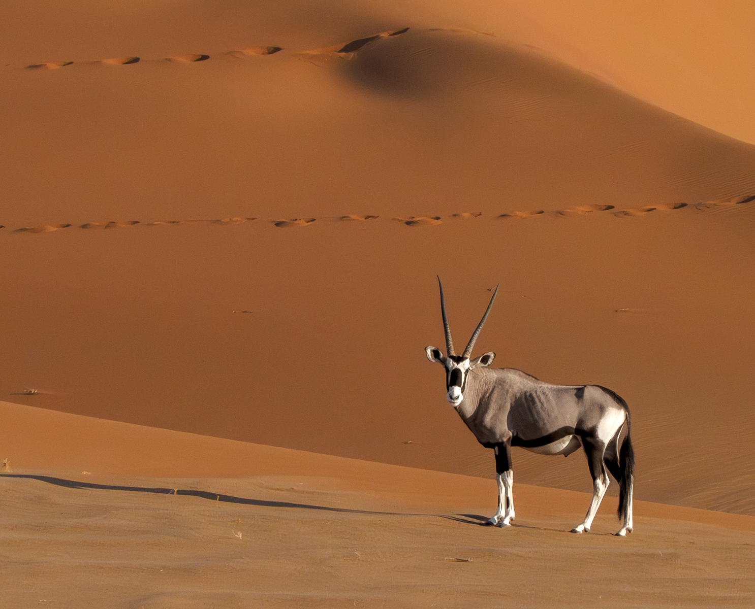 Oryx standing before a towering red dune with a trail of tracks