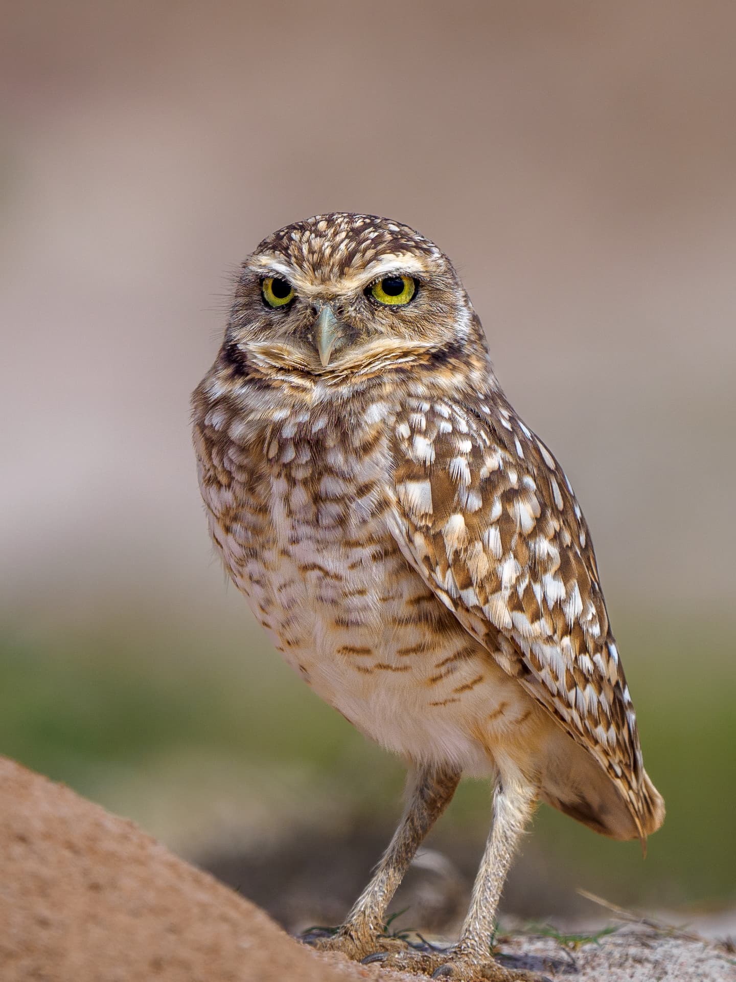 Burrowing owl standing on the ground, bright yellow eyes looking into the camera