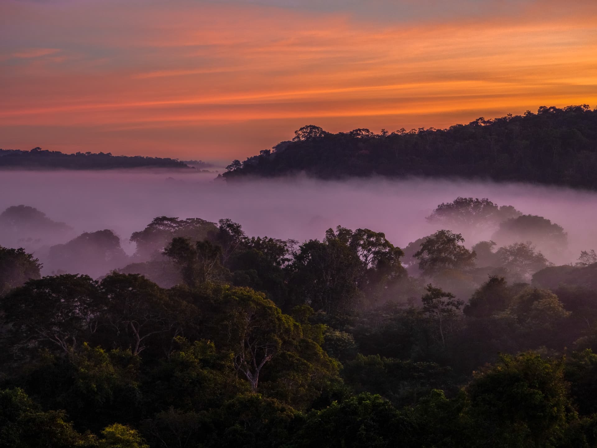 Purple mist settling over the Amazon rainforest at sunrise