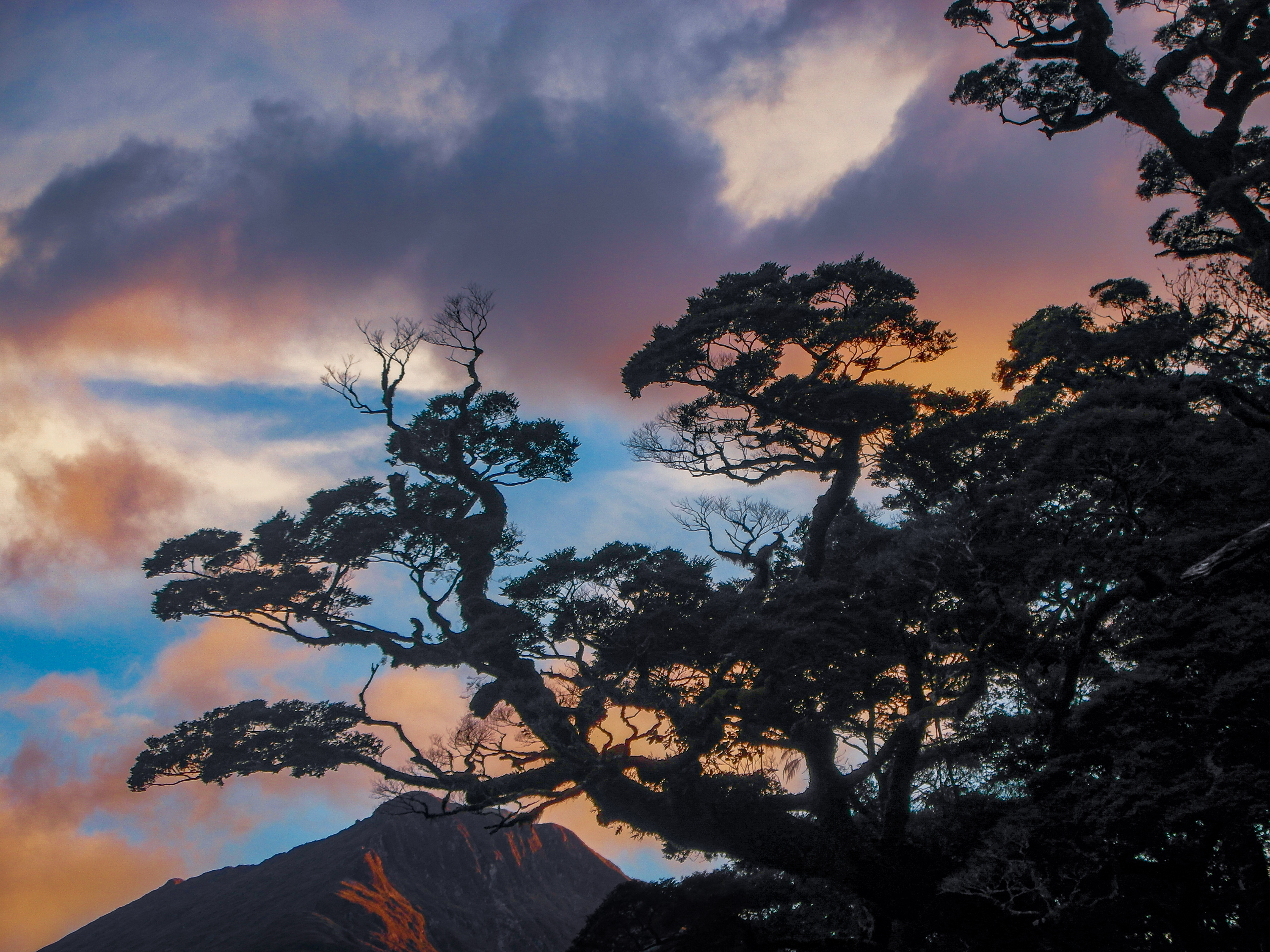 Spreading dark tree branches against peach and blue clouds, with a partly lit mountain below.