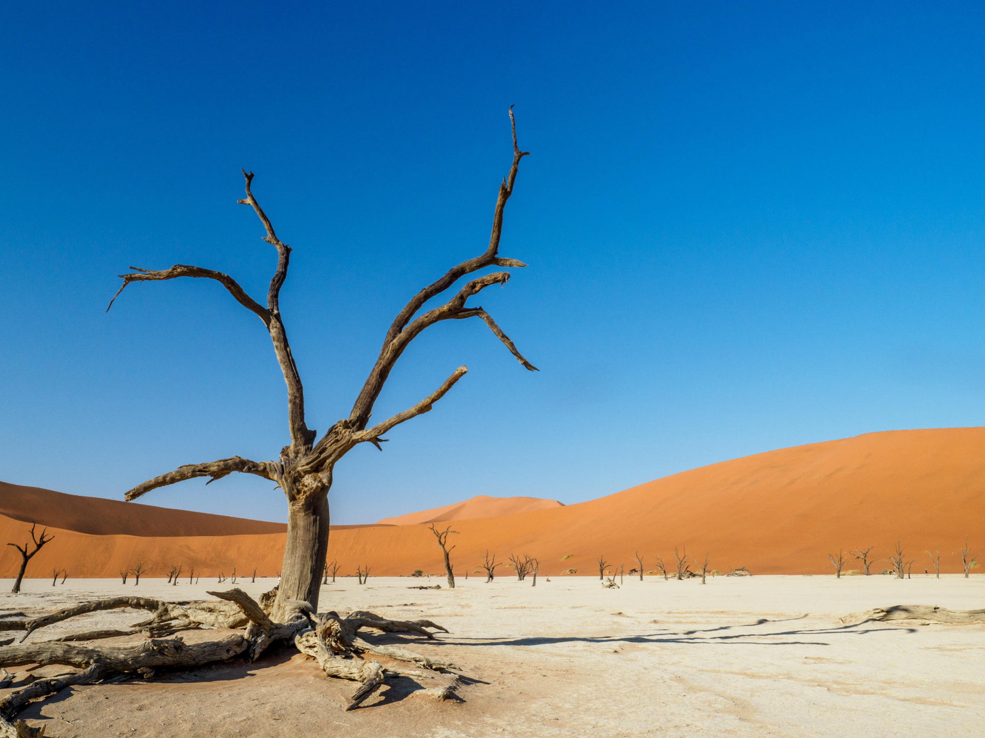 Dead camel thorn tree against the orange dunes of Deadvlei