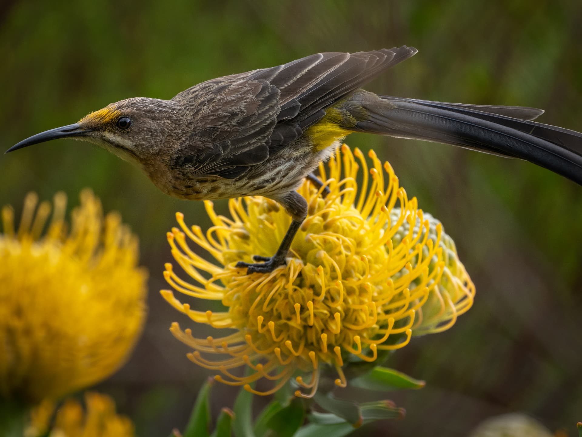 Cape sugarbird perched on a yellow pincushion protea