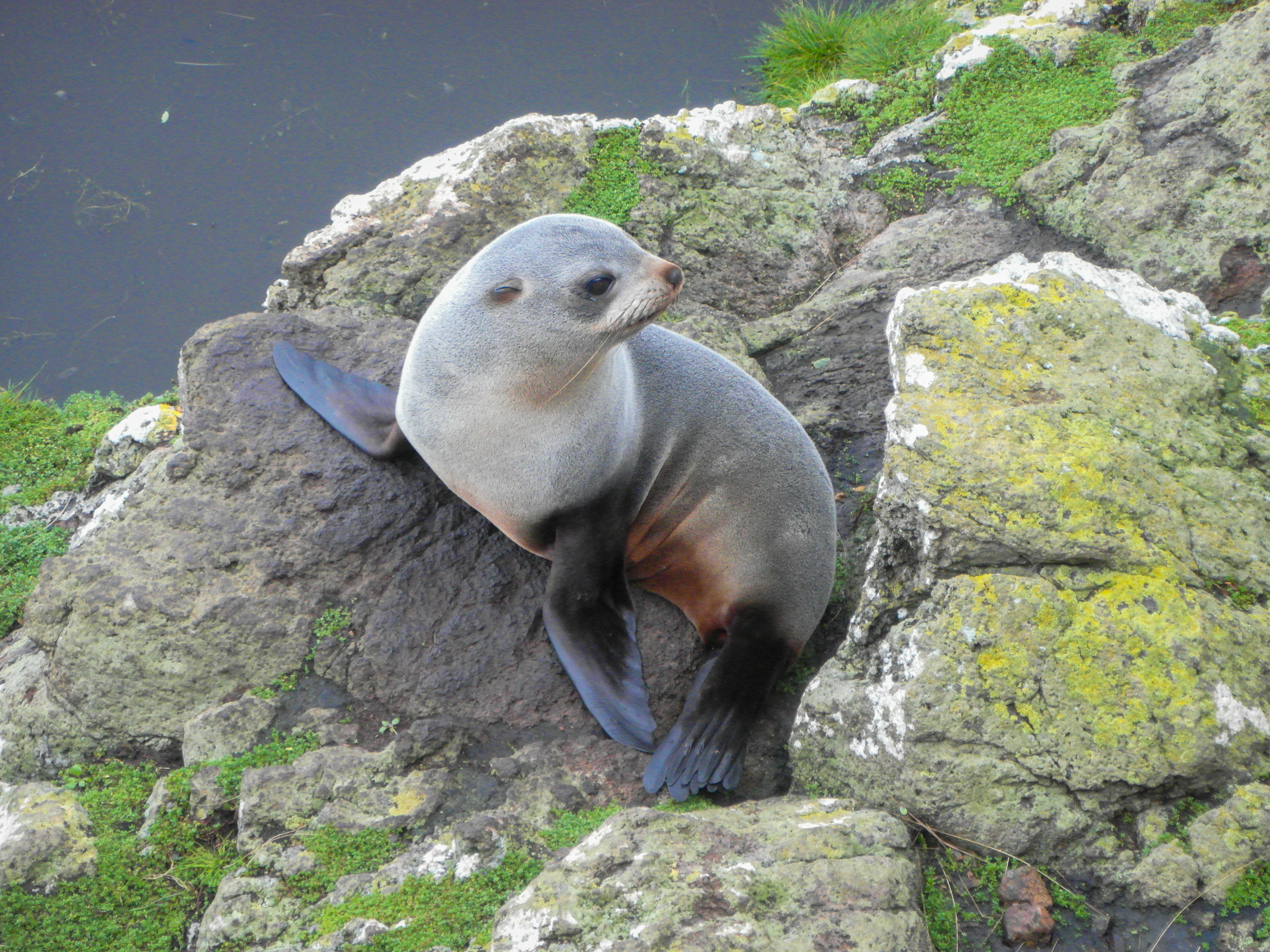 A seal with its head turned sideways resting on rocks covered in moss and yellow lichen.