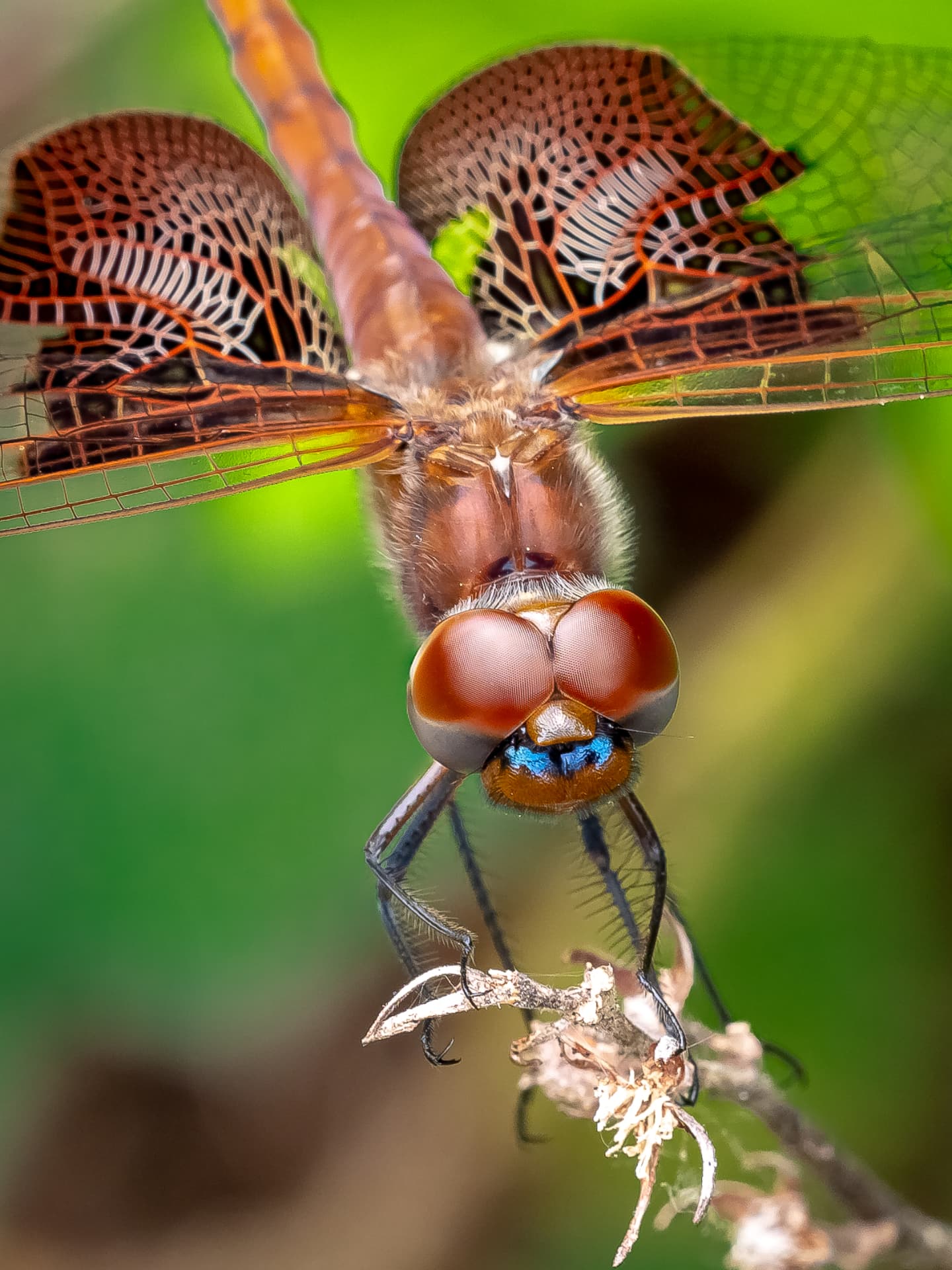 Dragonfly in extreme close-up with red eyes and patterned wings