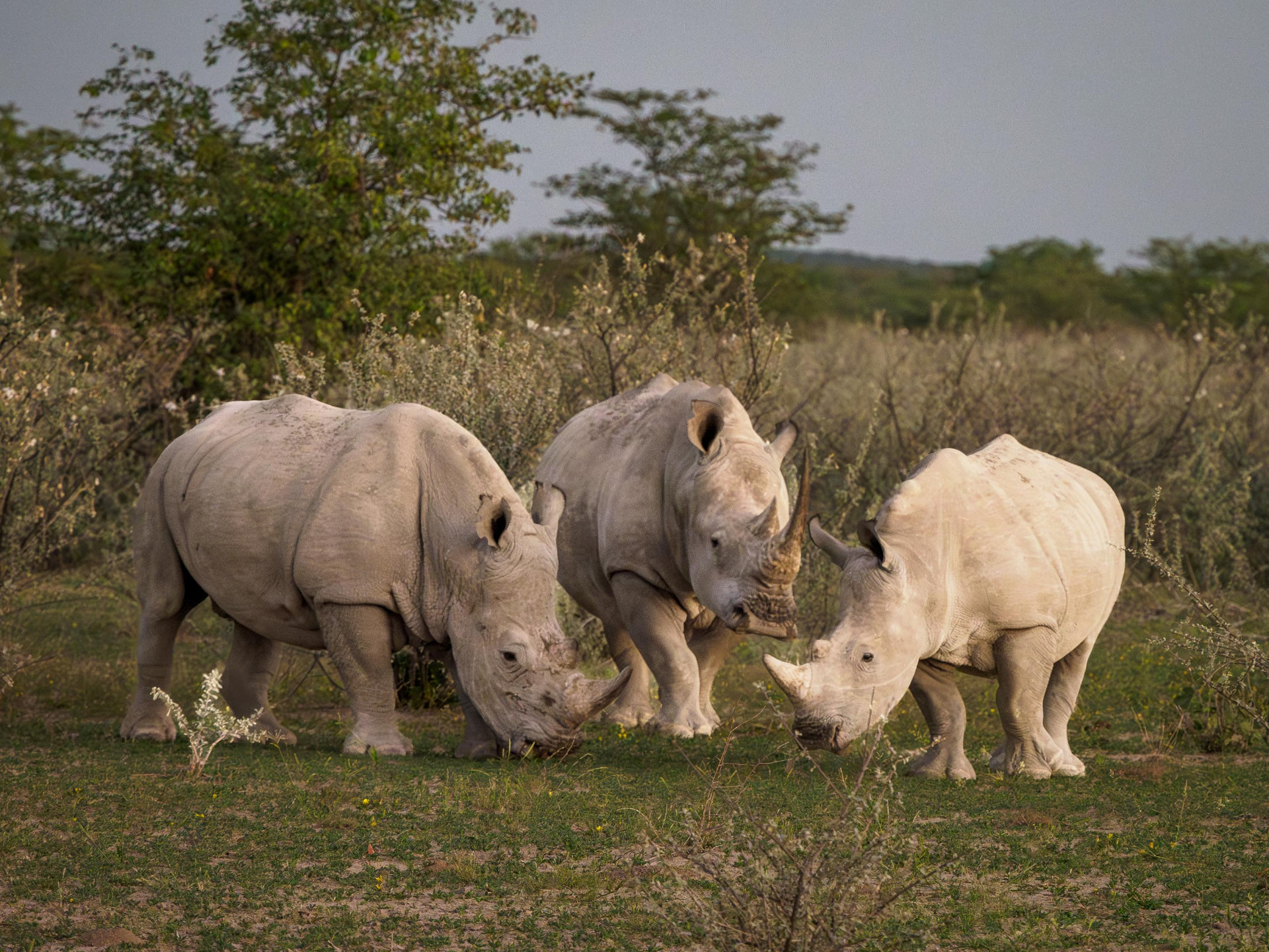 Three white rhinoceroses grazing together in soft evening light