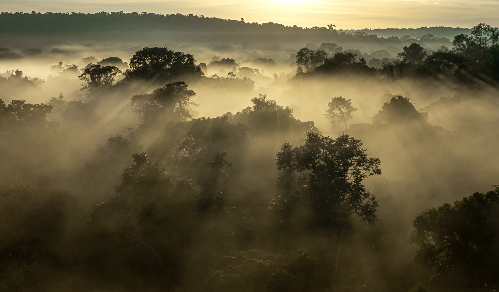 Morning light breaking through mist above the Amazon rainforest