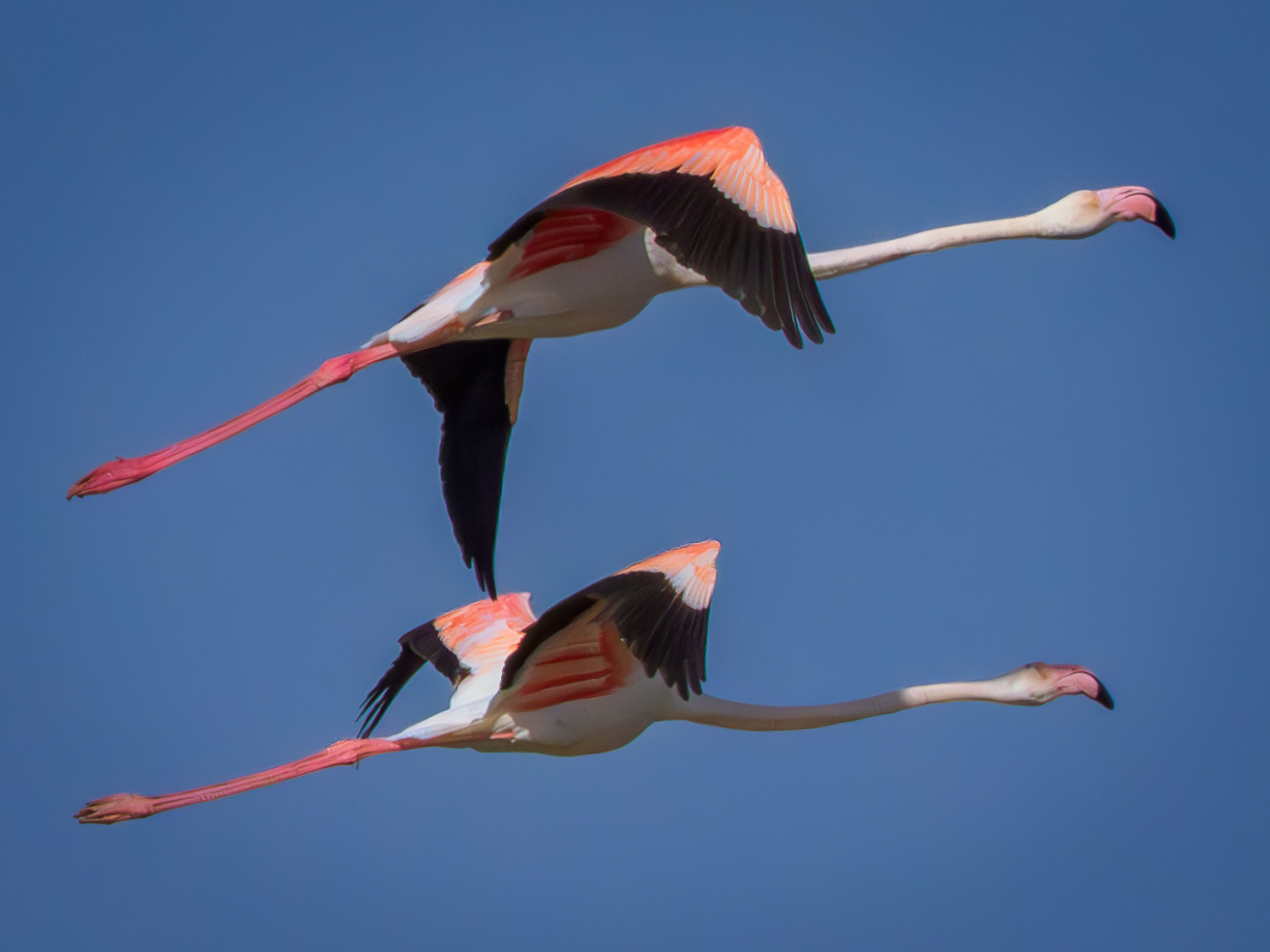Two greater flamingos in flight against a clear blue sky