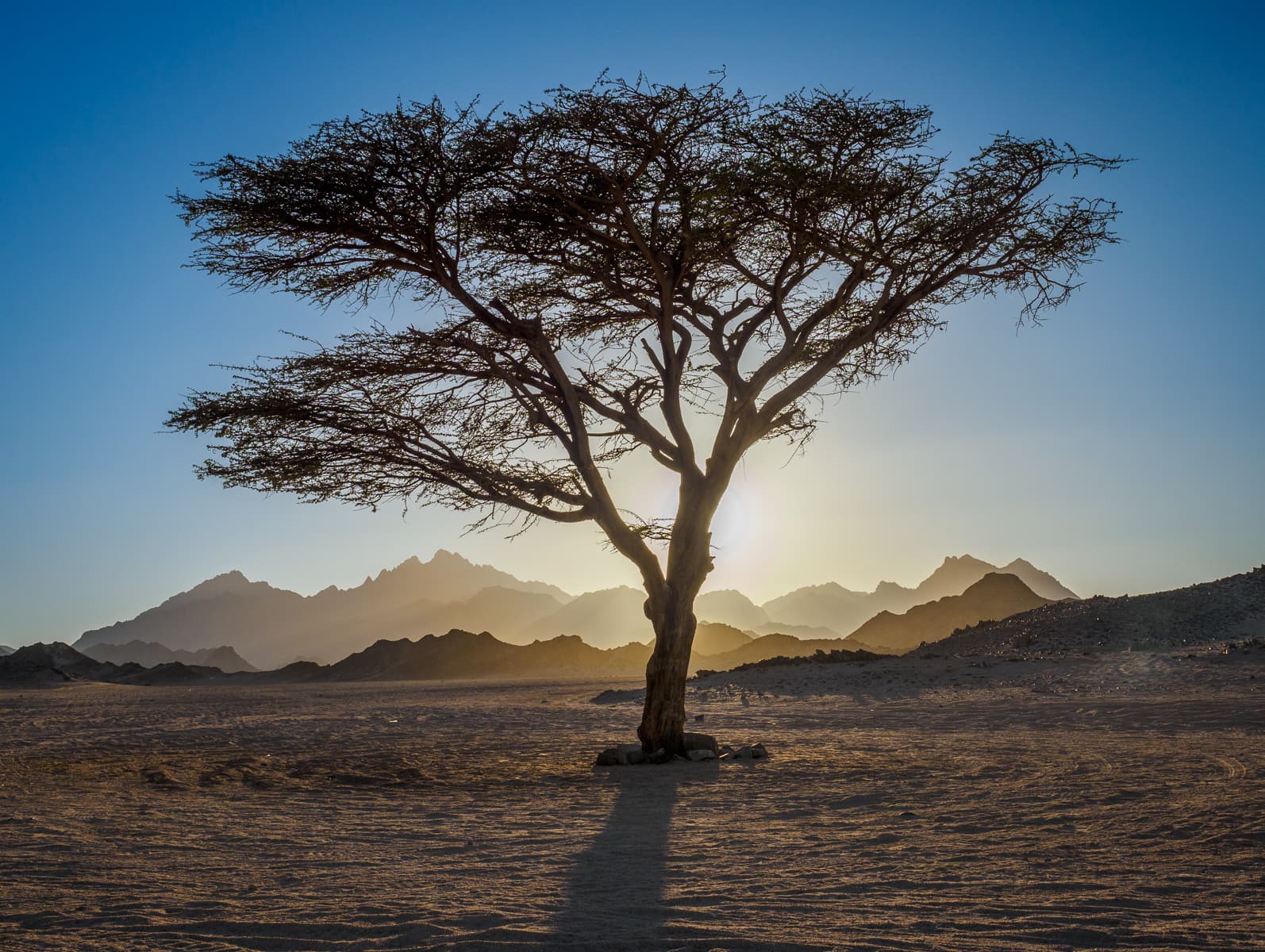 Acacia silhouetted against the setting sun near Hurghada