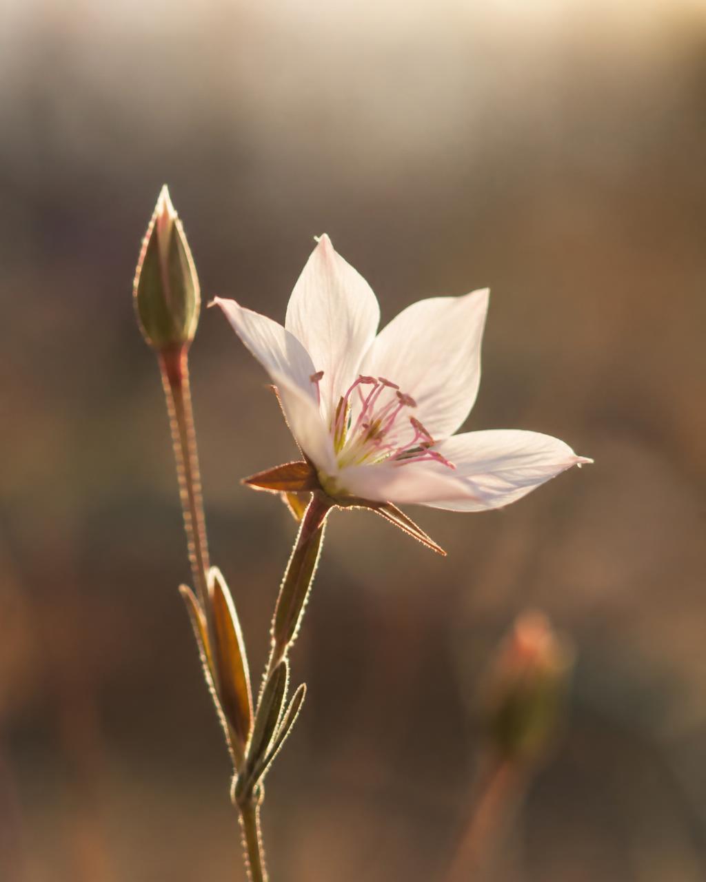 Placeholder: flower in backlight