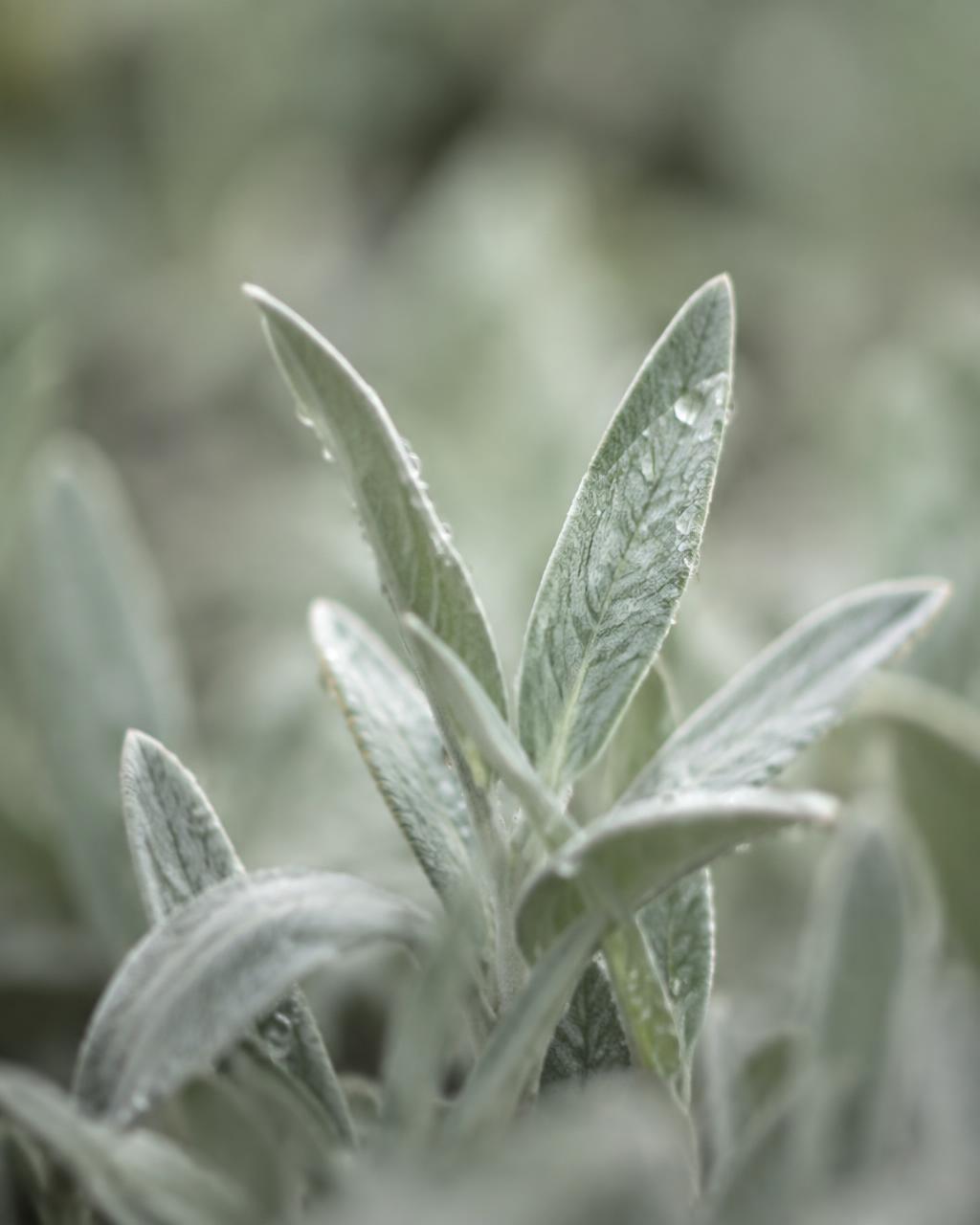 Placeholder: plant detail in a city garden