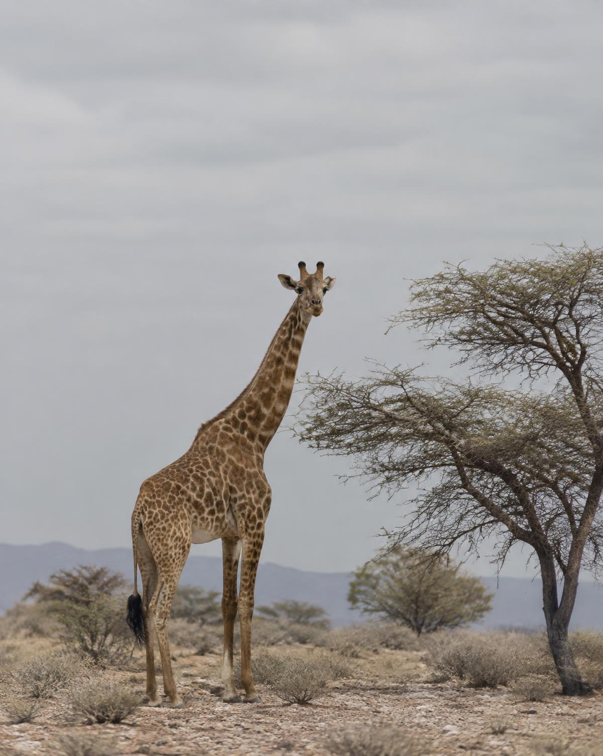 Desert giraffe among scattered acacias